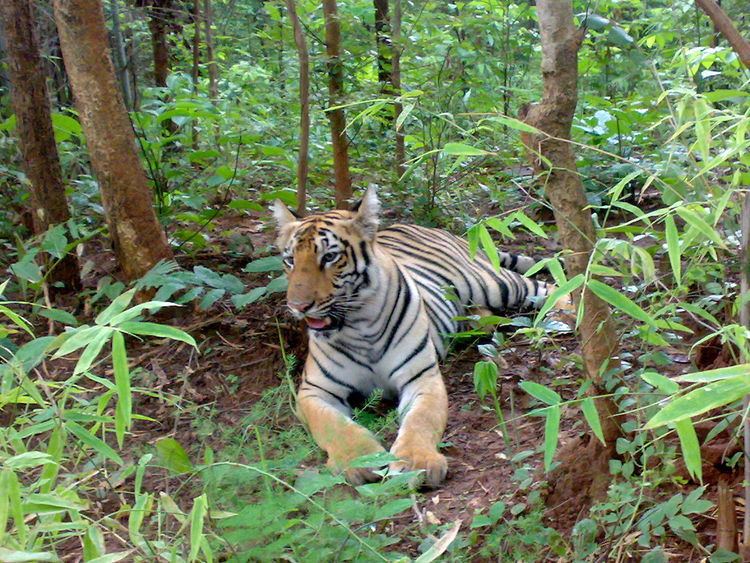 Tiger reserves of Maharashtra