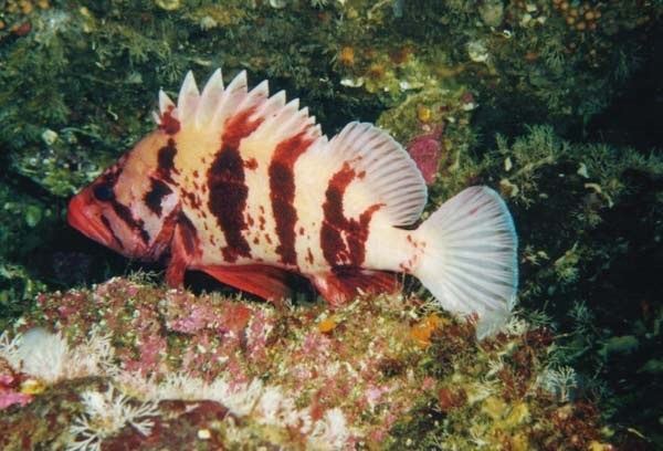 Tiger rockfish Sebastes nigrocinctusTiger Rockfish