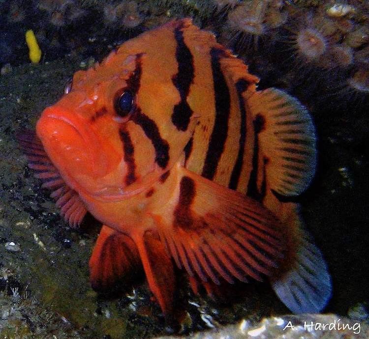 Tiger rockfish Sebastes nigrocinctusTiger Rockfish