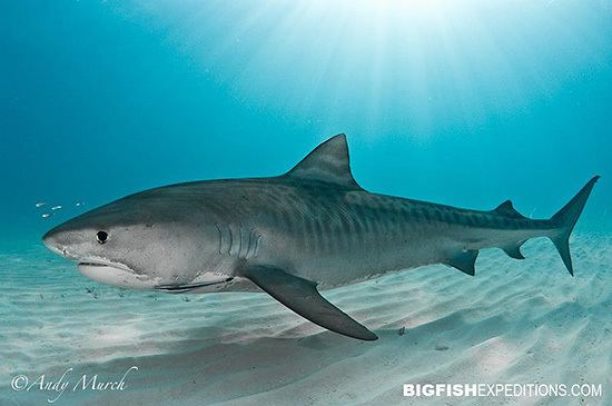 Tiger shark Tiger Sharks Galeocerdo cuvier MarineBioorg