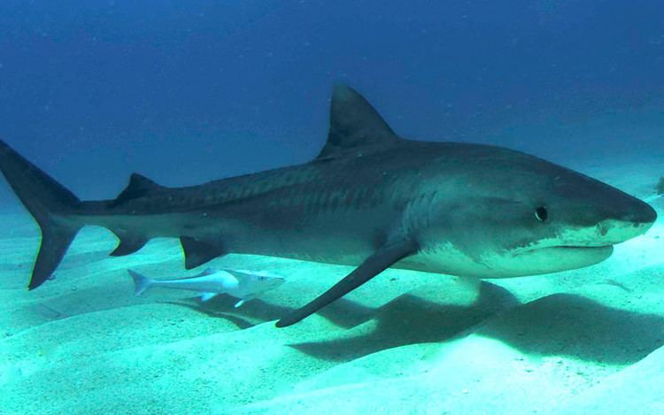 Tiger shark Tiger Shark Shark Facts and Information