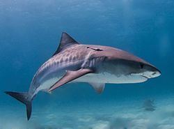 Tiger shark Tiger shark Wikipedia