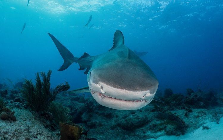 Tiger shark Tiger Sharks Tiger Shark Pictures Tiger Shark Facts National