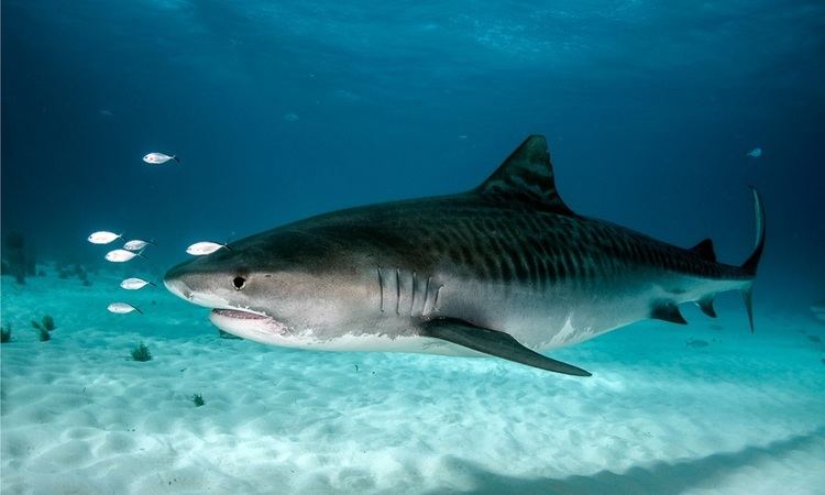 Tiger shark Tiger Shark Sharkopedia