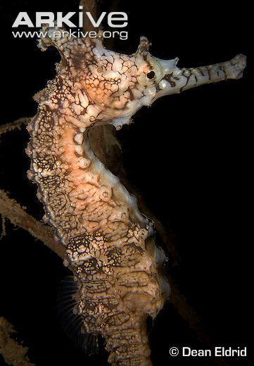 Tiger snout seahorse West Australian seahorse photo Hippocampus subelongatus G57479