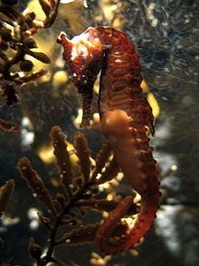Tiger snout seahorse httpsuploadwikimediaorgwikipediacommonsthu