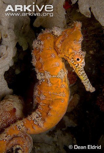 Tiger snout seahorse West Australian seahorse videos photos and facts Hippocampus