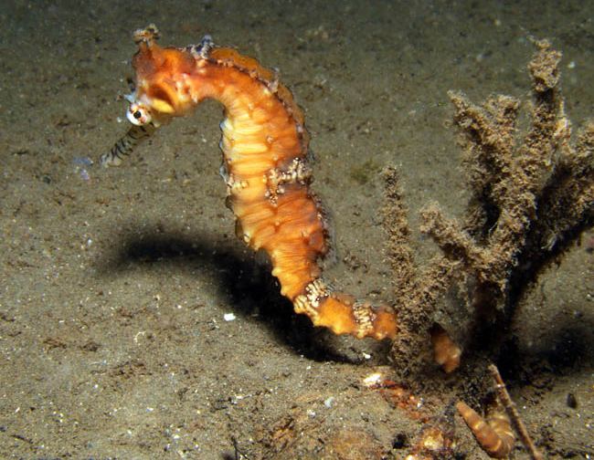 Tiger snout seahorse Hippocampus subelongatus