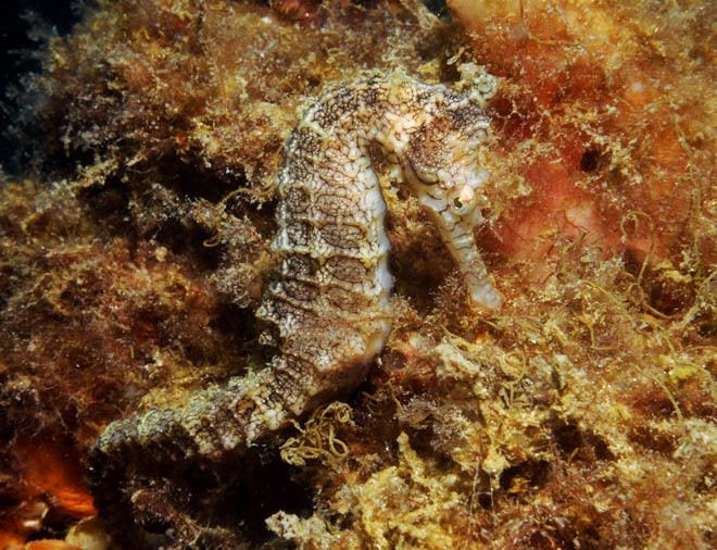 Tiger snout seahorse West Australian Seahorse Hippocampus subelongatus