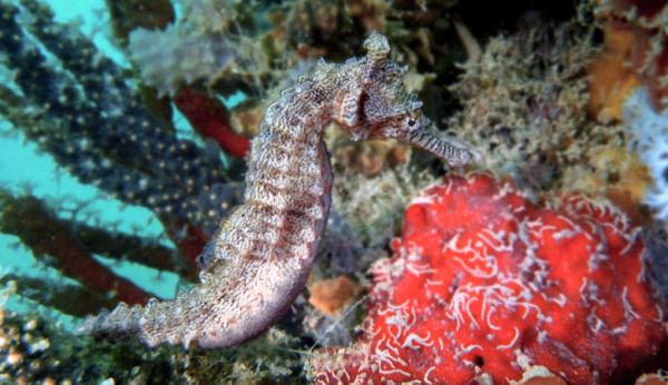 Tiger snout seahorse How To Pick Your First Seahorse 12 Common Seahorse Species Explored