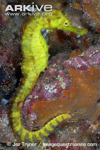 Tiger tail seahorse Tiger tail seahorse photo Hippocampus comes G38121 ARKive