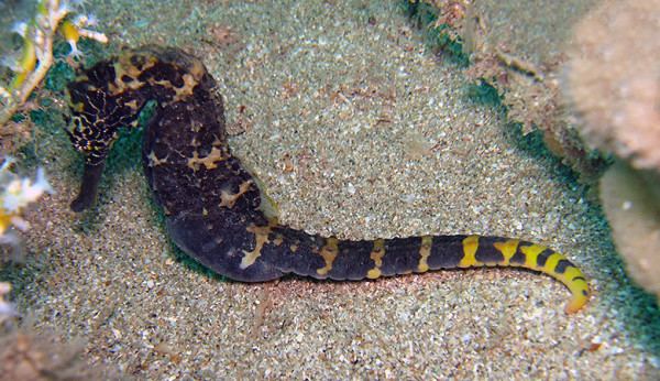 Tiger tail seahorse How To Pick Your First Seahorse 12 Common Seahorse Species Explored