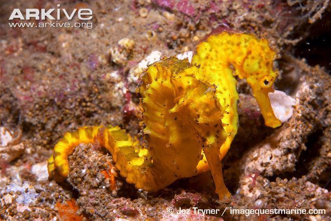 Tiger tail seahorse Tiger tail seahorse photo Hippocampus comes G38116 ARKive