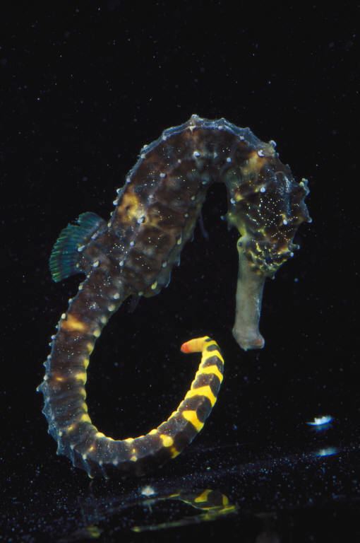 Tiger tail seahorse Tiger Tail Seahorse Fishy Bizness Aquatics