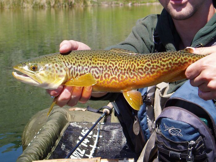 Tiger trout 10 images about TIGER TROUT on Pinterest Utah A photo and Video page