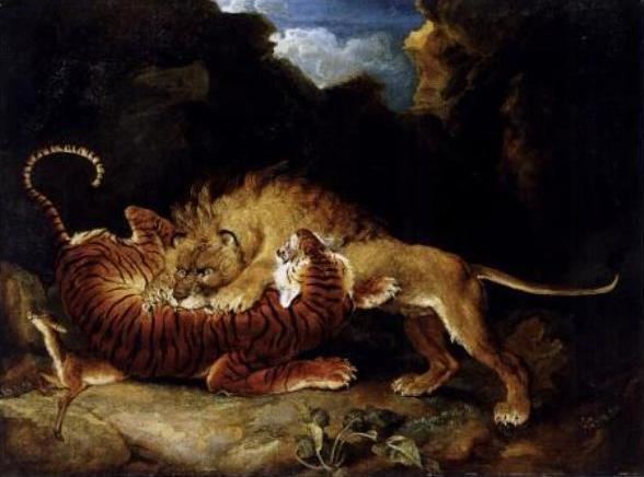 Tiger versus lion