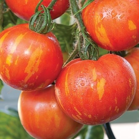 Tigerella Striped Tomatoes TOMATO TIGERELLA New Featured Tomato Seeds