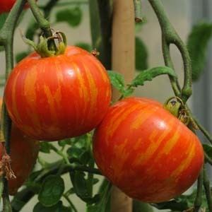 Tigerella Tigerella Tomato Seeds The Chefs Garden Epicurean