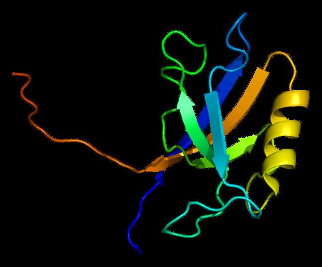 Tight junction protein 1
