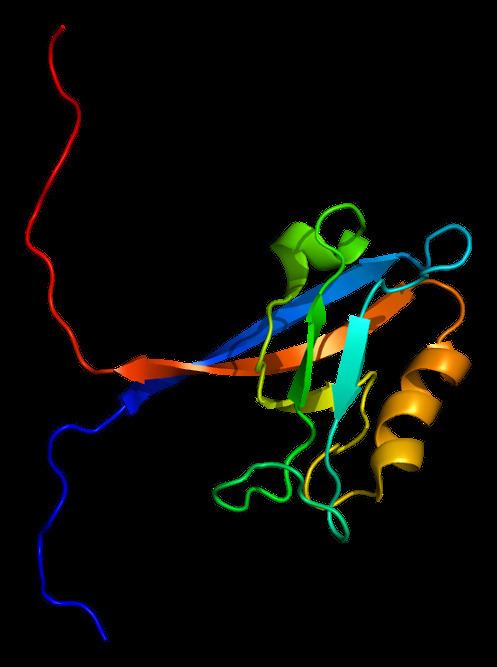 Tight junction protein 2