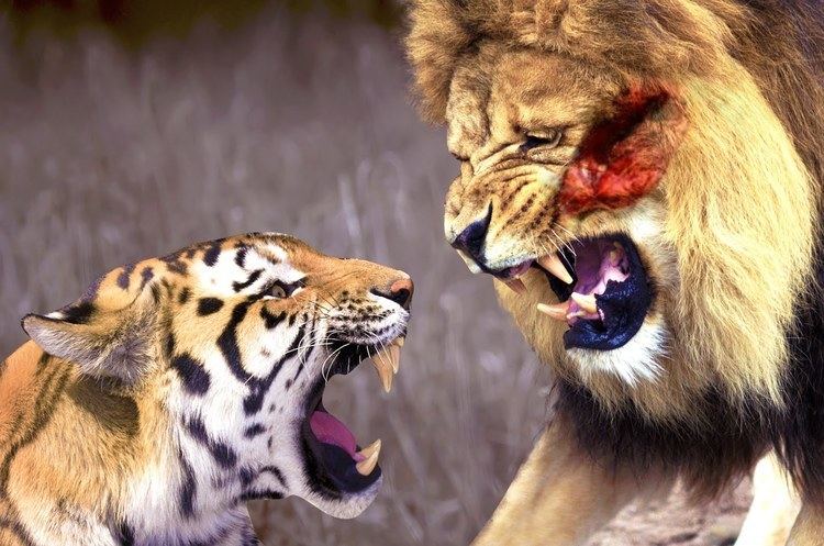 Tigons fighting with each other showing their strong teeth and big mouth.