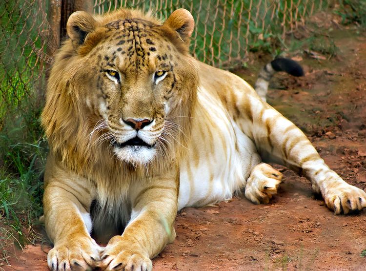 A Tigon with a color combination of yellow, white, and black coats lying on the ground with fearless eyes.