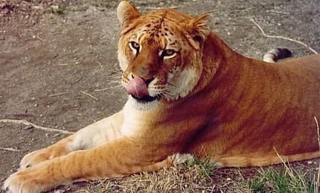 A female Tigon lying on the ground.