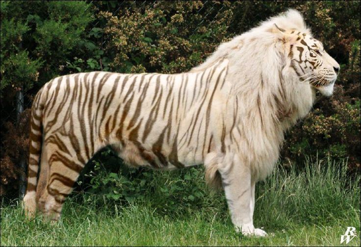 A big Tigon with a beautiful striped coat inside the forest.
