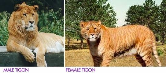 On the left, a male Tigon lying on the ground with a yellowish-brown coat. On the right, a female Tigon inside a forest with a yellowish-brown coat.