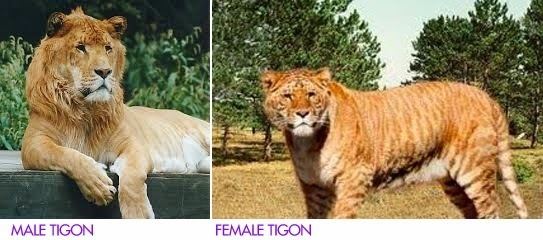 Tigon ~ Everything You Need to Know with Photos | Videos