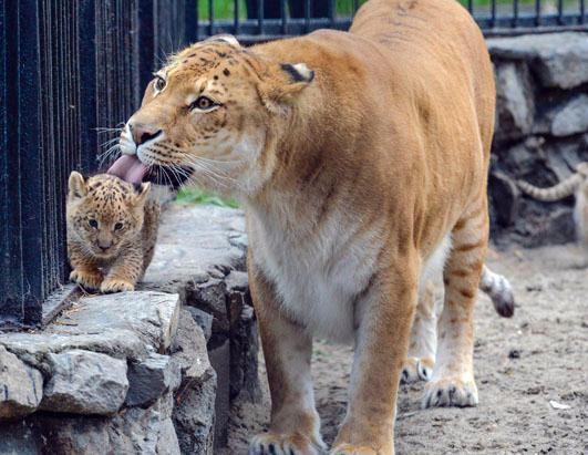 A female Liger Tigon licking her cub inside a cage.