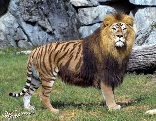 A Tigon standing bravely with a color combination of yellow, white, and black coats.