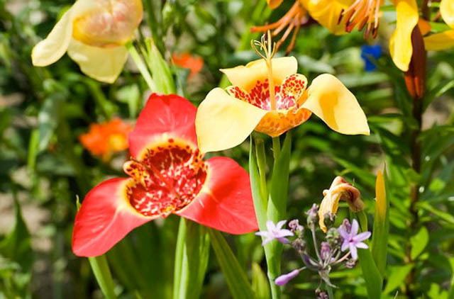 Tigridia Tigridia pavonia Tiger Flower