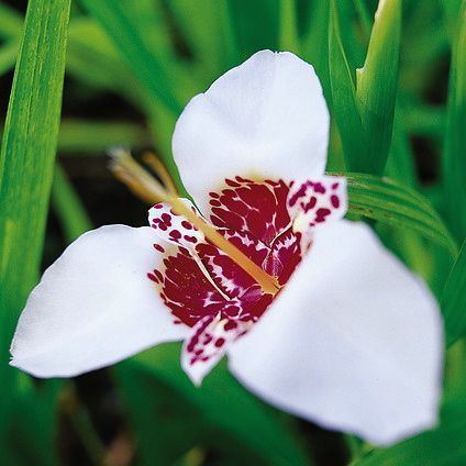 Tigridia Tigridia pavonia Tiger Flower