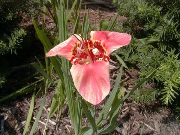 Tigridia pavonia Pacific Bulb Society Tigridia pavonia