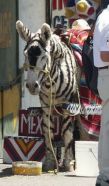Tijuana Zebra httpsuploadwikimediaorgwikipediacommonsthu