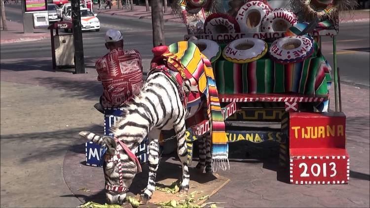 Tijuana Zebra TIJUANA ZEBRA YouTube