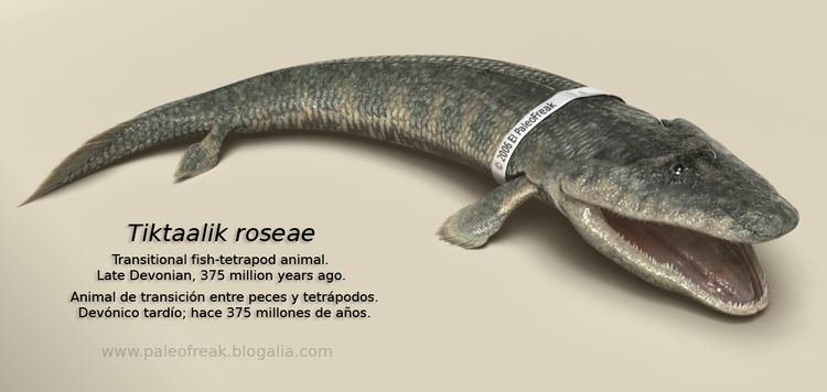 tiktaalik plush