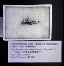 Tilachlidiopsis httpsuploadwikimediaorgwikipediacommonsthu