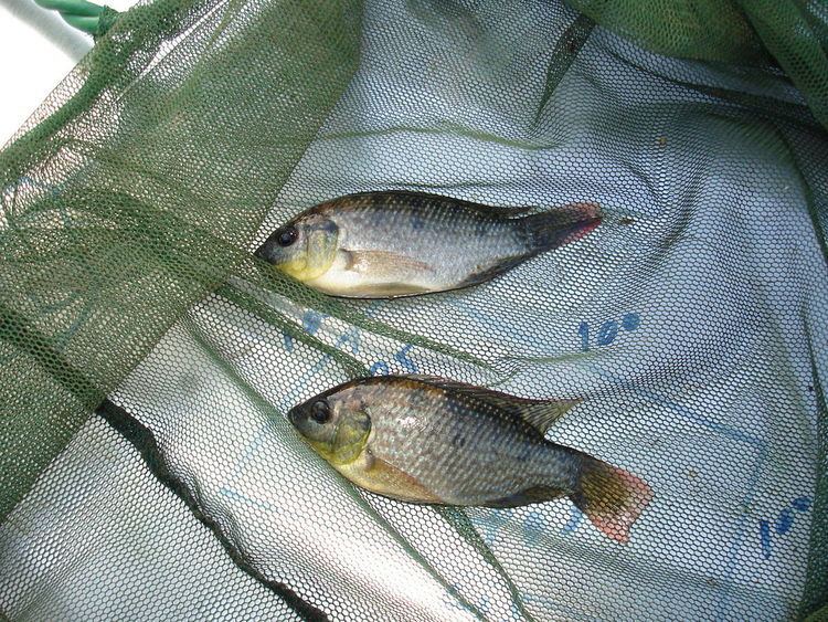 Tilapia as exotic species