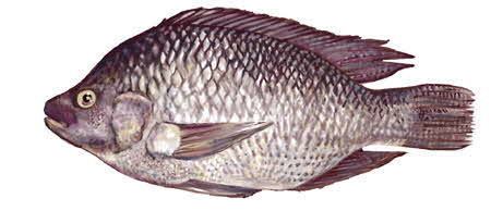 Tilapia Tilapia ExtraLean White Meat with Mild Flavor and Moderate Texture