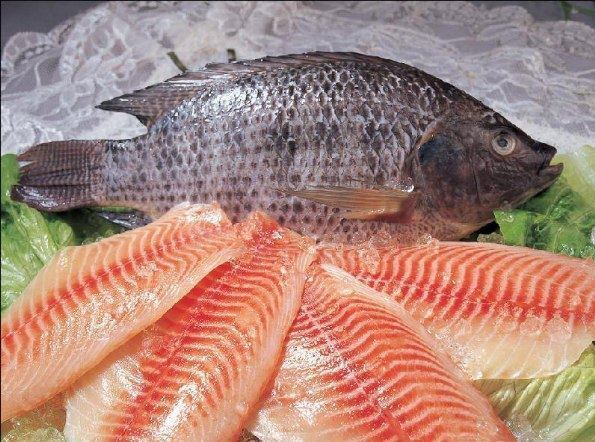 Tilapia This Is Why You Should NEVER Eat Tilapia GrazeMe