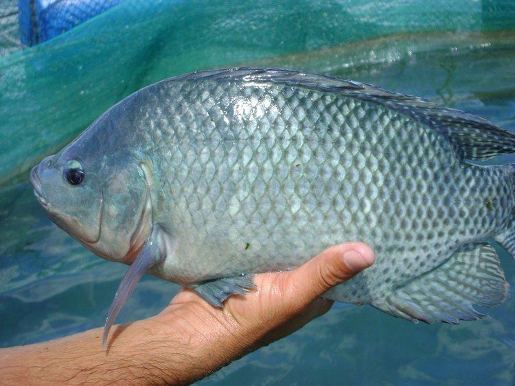 Tilapia The 3 Most Common Types of Tilapia The Healthy Fish