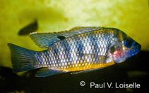 Tilapia (genus) wwwfishbaseorgimagesthumbnailsjpgtnTibusm0jpg