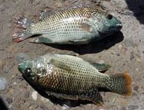 Tilapia zillii wwwfishbaseusimagesthumbnailsjpgtnTizilu6jpg