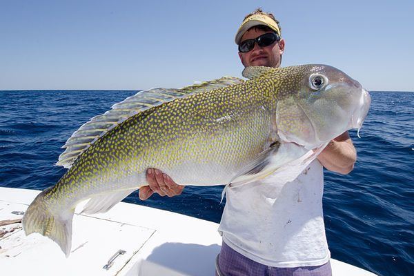 Tilefish Monster Grouper and Tilefish of the Mid Atlantic Salt Water Sportsman