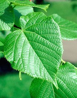 Tilia americana Tilia americana Fact Sheet