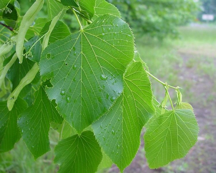 Tilia americana Tilia americana American linden Go Botany