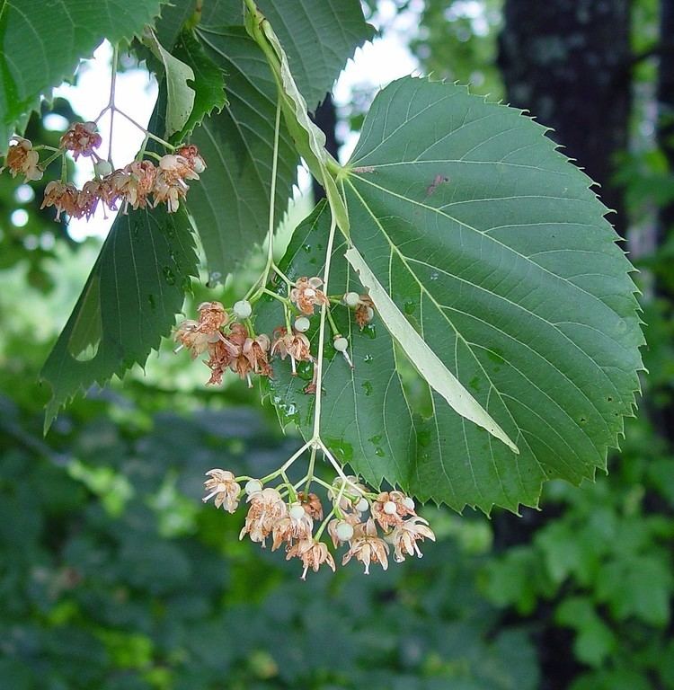 Tilia americana httpsnewfss3amazonawscomtaxonimages1000s1