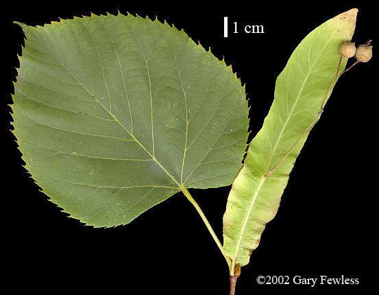 Tilia americana Trees of Wisconsin Tilia americana American basswood